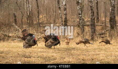 Eastern wild Turkey Stock Photo