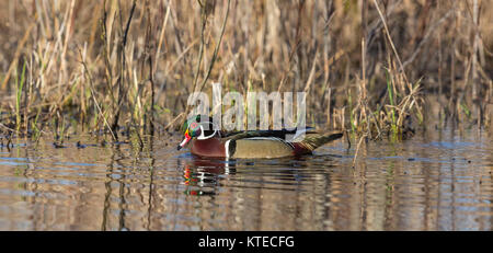 Drake wood duck swimming in a northern Wisconsin wetland. Stock Photo