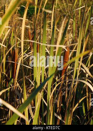 Cattails and Reeds next to the river Stock Photo