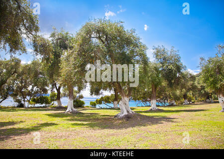 Beautiful panoramic view of olive grove at Lichnos beach near Parga village, Greece. Stock Photo