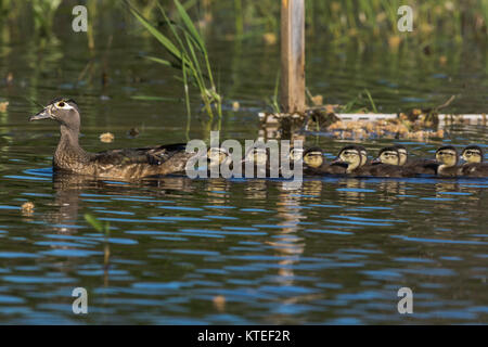 Wood duck family swimming in a northern Wisconsin lake. Stock Photo