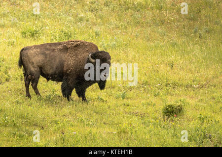 American Bison in Yellowstone National Park. Stock Photo