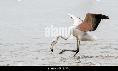 A sub-adult greater flamingo landing in Walvis Bay Lagoon, Namibia Stock Photo