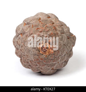 Beautiful pine cone isolated on white background close up Stock Photo