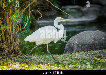 Beautiful white heron near the water walking Stock Photo