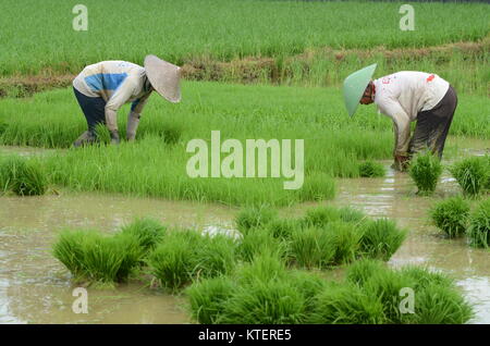 Balinese farmer are preparing rice seeds for planting season during wet rainy days. Stock Photo