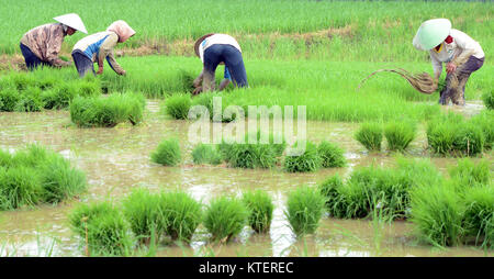 Balinese farmer are preparing rice seeds for planting season during wet rainy days. Stock Photo