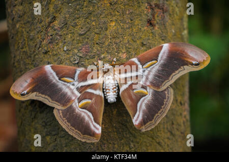 Samia cynthia, ailanthus silkmoth. Stock Photo