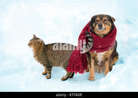 Portrait of a dog and cat outdoor in snowy winter. The dog with the knitted scarf tied around the neck. Cat rubbing against the dog Stock Photo