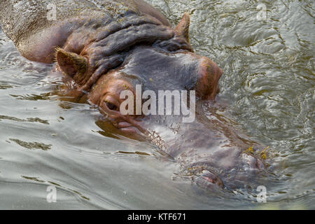Hippopotamus (Hippo) bathing in water closeup view