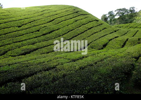 Abstract patterns of tea plantations at the Cameron Highlands in Malaysia Stock Photo