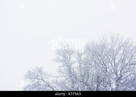 Frozen trees in a wintry and foggy weather with large and clear copy space Stock Photo
