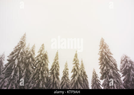 Frozen firs in a wintry and foggy weather with large and clear copy space Stock Photo