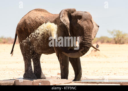Large bull elephant sprays water over himself to cool down at a waterhole, Etosha, Namibia.
