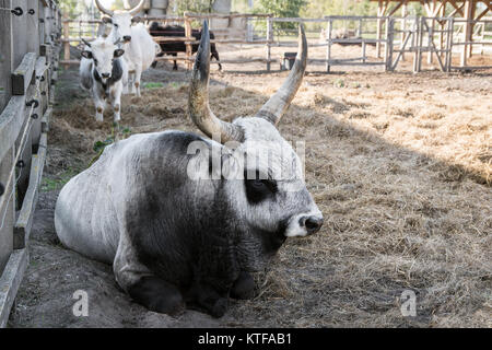 Hungarian grey cattle bull with cow and calf, Hungary Stock Photo