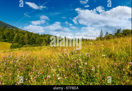 grassy meadow with wild herbs near the forest. beautiful nature summertime scenery in mountainous area Stock Photo