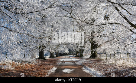 Hoarfrost on an avenue of beech and horse chestnut trees Stock Photo