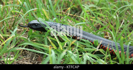 Australian red bellied black snake, Pseudichis porphyriacus, in sparse grass cover on ground Stock Photo