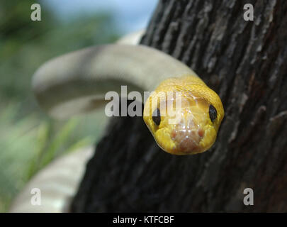 Portrait of South Australian woma python, Aspidites ramsayi, on a tree Stock Photo