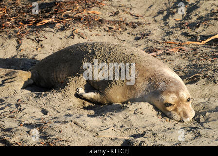 Elephant seal sunbathing on Pacific coast in California. Stock Photo