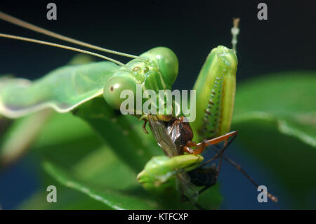Spotted praying mantis eating another insect in Tamil Nadu, South India Stock Photo