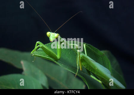 Giant Indian Praying mantis, probably Hierodula membranacea or Hierodula grandis, on leaves in Tamil Nadu, South India, (sometimes known as Giant Asia Stock Photo