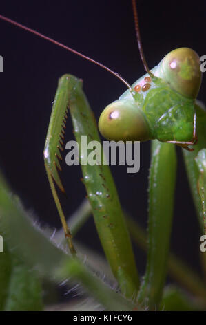 Portrait of Giant Indian Praying mantis, probably Hierodula membranacea or Hierodula grandis, on leaves in Tamil Nadu, South India, (sometimes known a Stock Photo