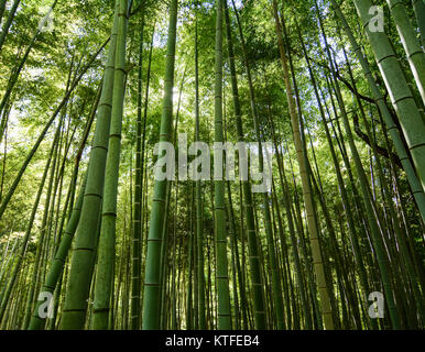Green bamboo forest at sunny day in Kyoto, Japan.