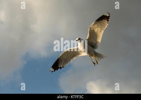 seagull soaring over Istanbul against white clouds Stock Photo