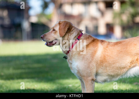 A golden haired cross breed Labrador Border Collie stands attentively smiling in a park in Sydney, Australia Stock Photo