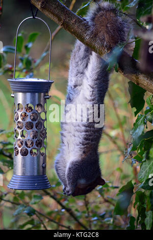 Aberystwyth, Wales, UK - An agile grey squirrel helps itself to Boxing Day lunch from a bird feeder in a garden near Aberystwyth, Wales, UK - John Gilbey/Alamy Live News - 26 December 2017 Stock Photo