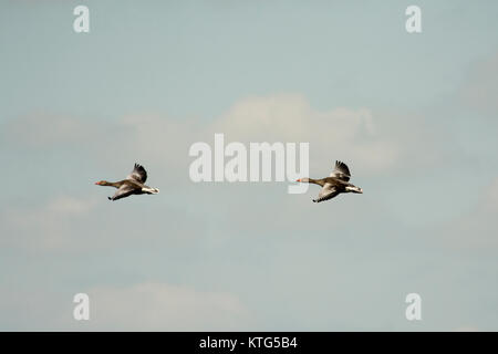 Greylag Goose flying above Rietzer See (Lake Rietz), a nature reserve near the town of Brandenburg in Northeastern Germany Stock Photo