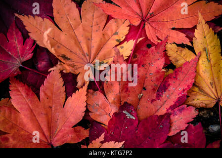 Different shades of Fall colors in Hokkaido, Japan. Stock Photo