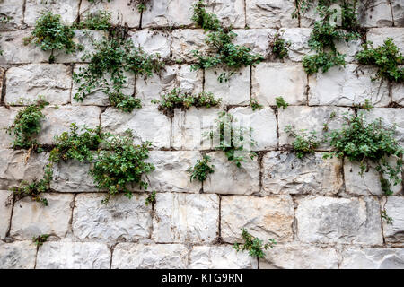 A wall of large blocks of Jerusalem stone with green grass between them Stock Photo