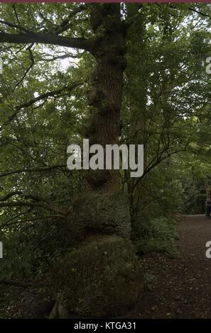 shape of fat tree , face of tree Stock Photo - Alamy