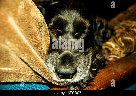 Sleeping cocker spaniel Stock Photo