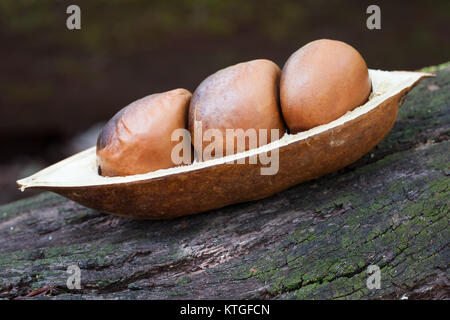 Black Bean (Castanospermum australe) open pod with seed. Cow Bay. Daintree National Park. Queensland. Australia. Stock Photo