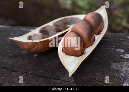 Black Bean (Castanospermum australe) open pod with seeds. Cow Bay. Daintree National Park. Queensland. Australia. Stock Photo