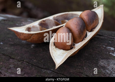 Black Bean (Castanospermum australe) open pod with seeds. Cow Bay. Daintree National Park. Queensland. Australia. Stock Photo