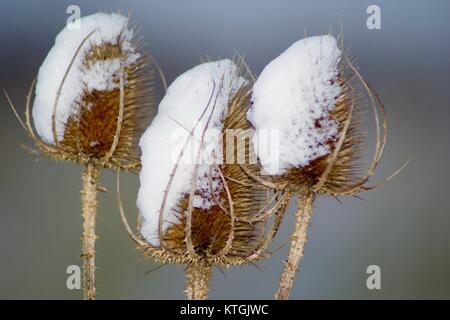 Trio of Snow Capped Teasels (Dipsacus fullonum) in Aberdeen, Scotland, UK. Stock Photo