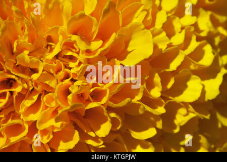 Marigold flower, macro Stock Photo