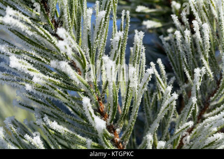 Pine-tree branch covered with frost Stock Photo