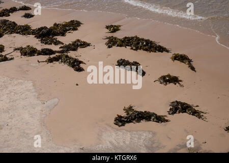 seaweeds on beach in sydney australia Stock Photo