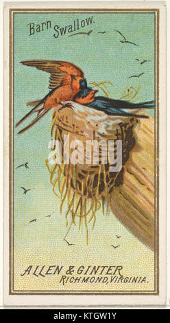 Barn Swallow, from the Birds of America series (N4) for Allen & Ginter Cigarettes Brands MET DP828752 Stock Photo