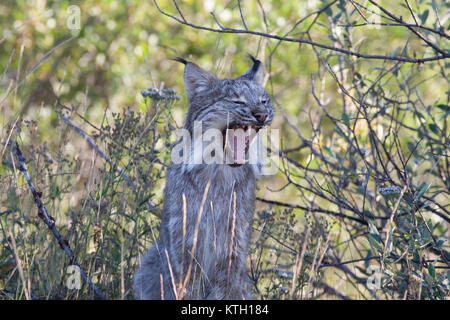 Young Canada Lynx (Lynx canadensis) yawning in the Yukon. Stock Photo