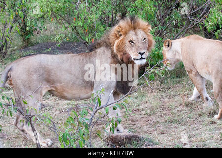 Male and female lions (Panthera leo) walking through bush at Maasai Mara National Park, Kenya Stock Photo