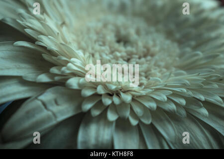 Gerber. Beautiful blooming flower. Natural décor. Macro. Stock Photo