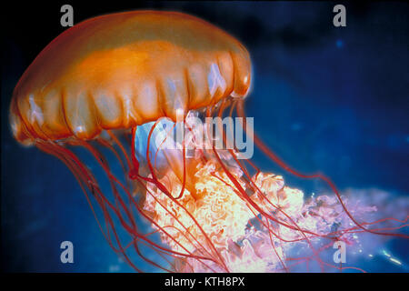 Sea Nettle jellyfish, Chrysaora fuscescens