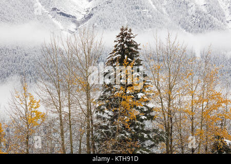 Fresh snow on aspens and mountains, Canmore, Alberta, Canada Stock Photo