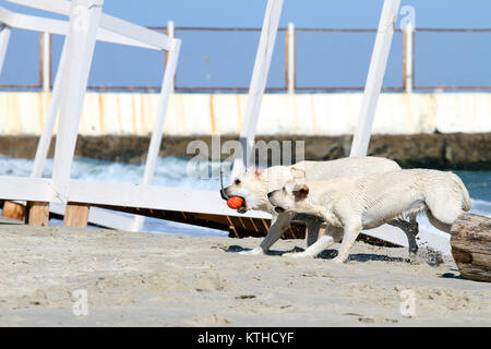 two yellow labradors playing at the sea in summer Stock Photo